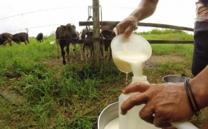 Zacarias Marques sugere inclusão do leite produzido em Parauapebas na merenda escolar