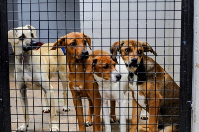 Câmara de Parauapebas aprova projeto de lei que implanta campanha anual de adoção animal