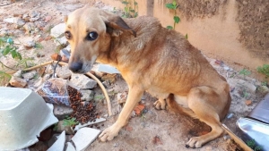 Pessoas que cometerem maus-tratos contra animais terão que arcar com despesas do tratamento