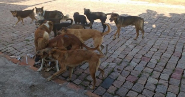 Câmara aprova “Lei Amanda Lima” para combater acidentes com animais soltos em Parauapebas