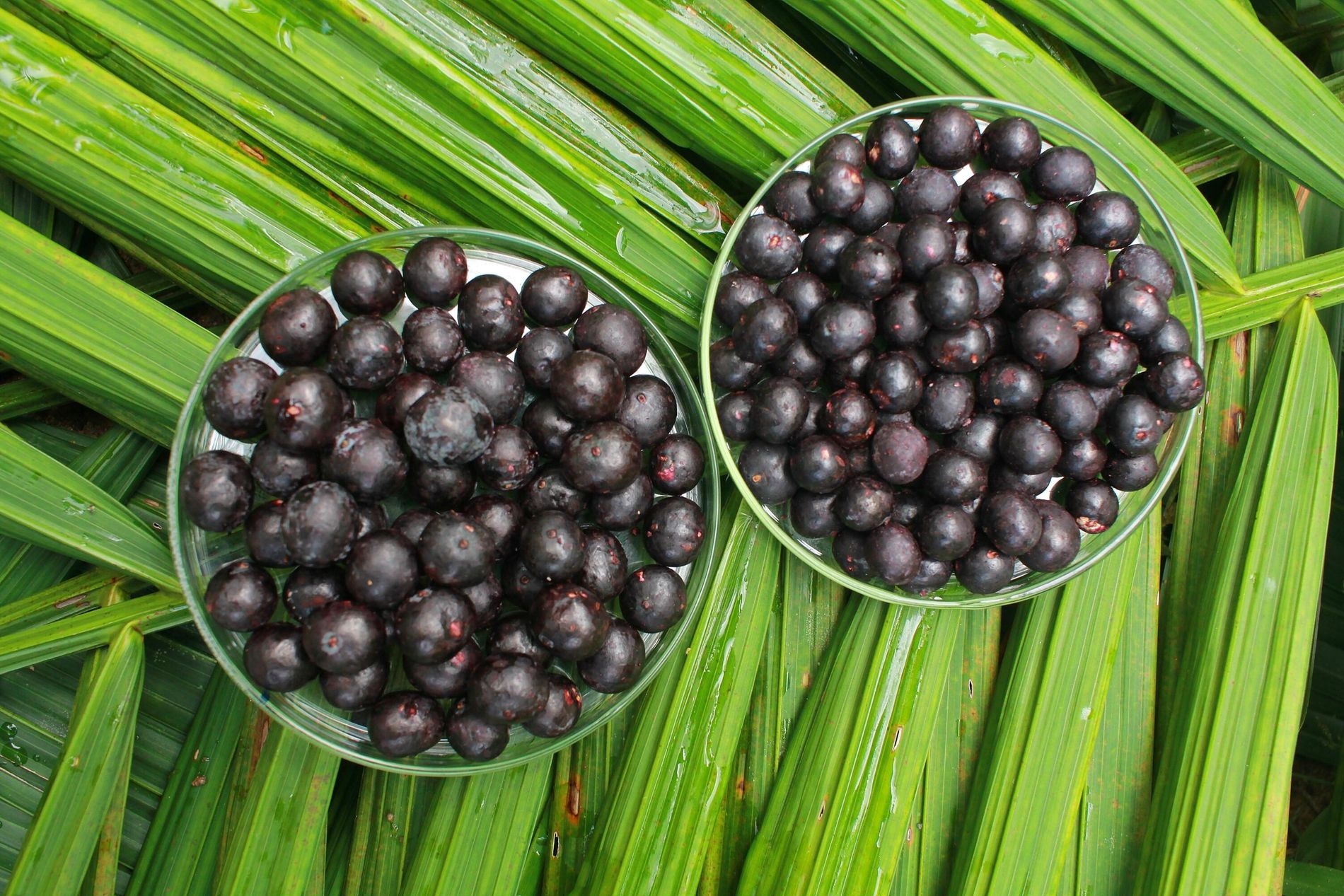 ICâmara aprova moção de apoio a trabalhadores do açaí e destaca potencial sustentável do setor