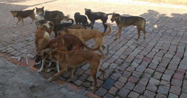 ICâmara aprova “Lei Amanda Lima” para combater acidentes com animais soltos em Parauapebas